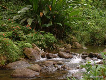rivière tropicale